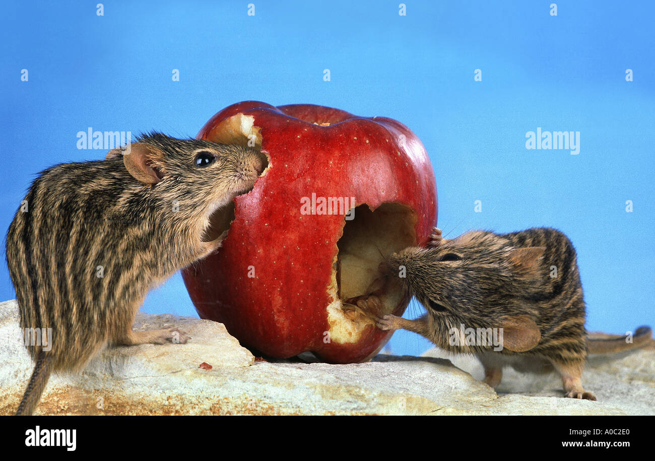striped grass mice nibble at a red apple mouse from Afrika Stock Photo