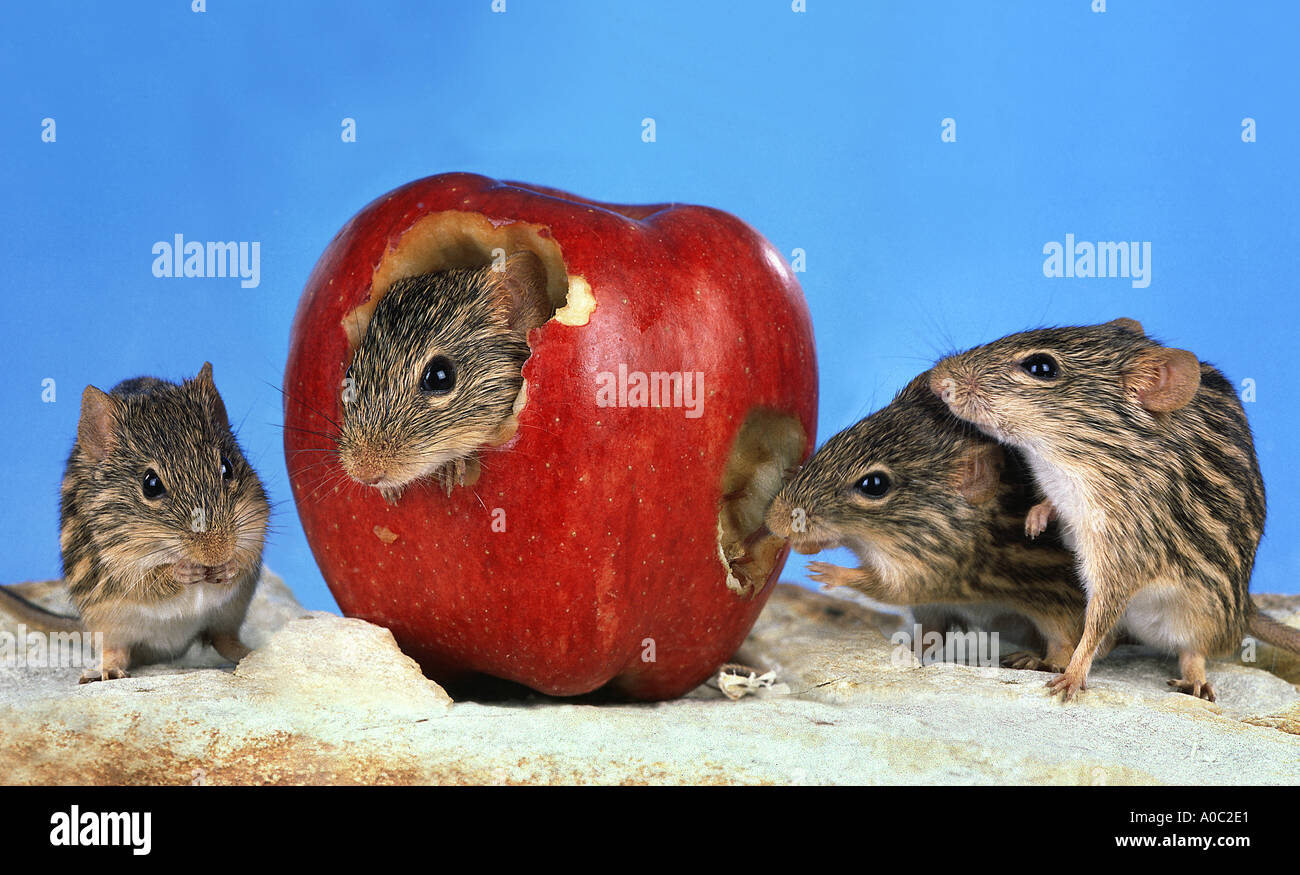 striped grass mice nibble at a red apple mouse from Afrika Stock Photo