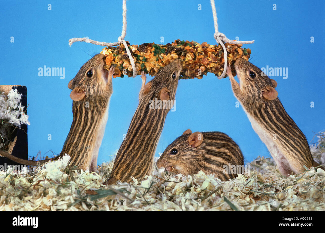 striped grass mice nibble at a nibbling bar grain corn Stock Photo