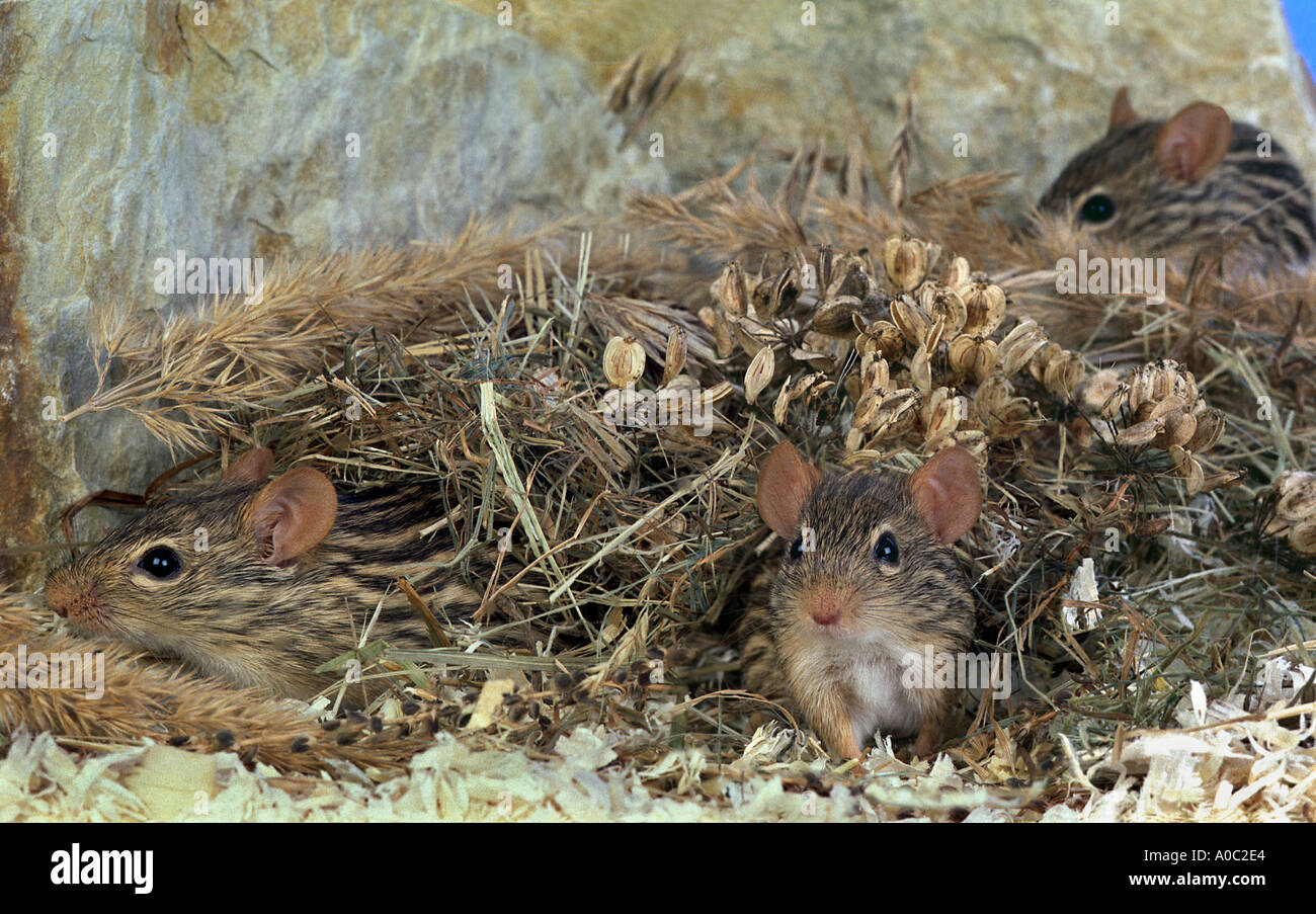 hires stock photography and images Alamy