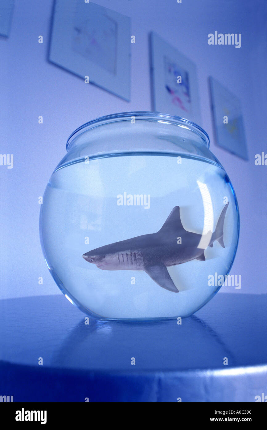Shark swimming in fishbowl Stock Photo Alamy