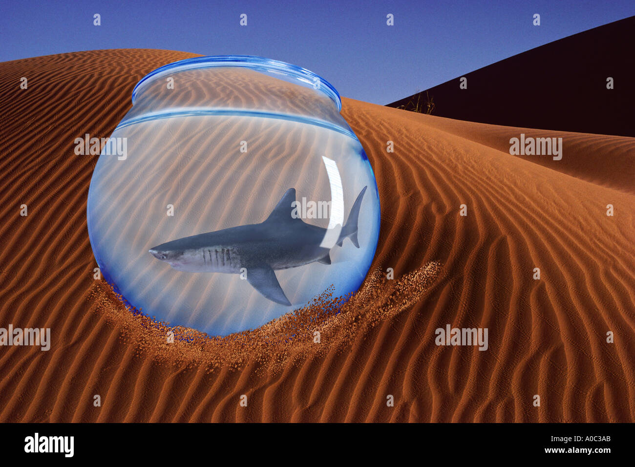 Shark in fishbowl Stock Photo Alamy