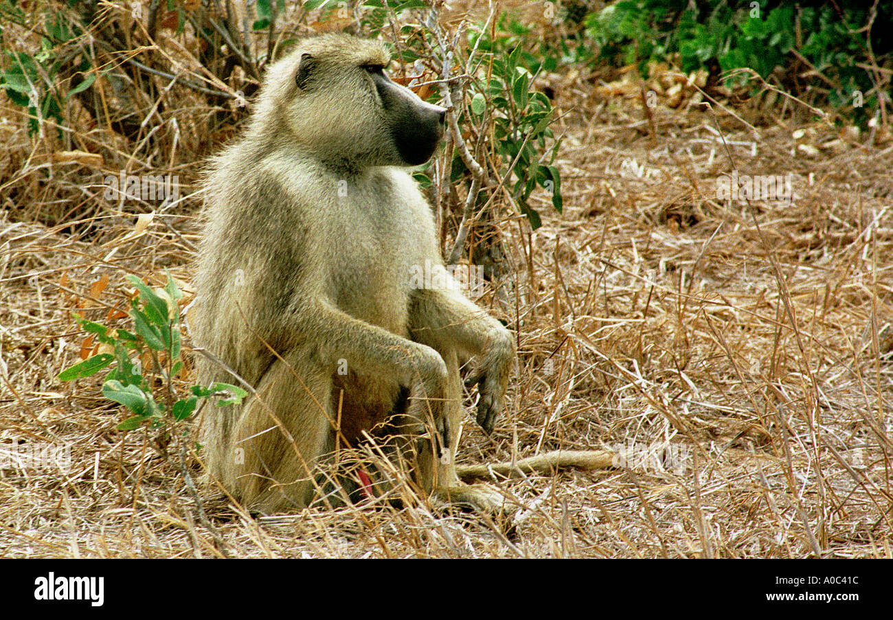 A Yellow Baboon in Tsavo West National Park, Kenya. Stock Photo