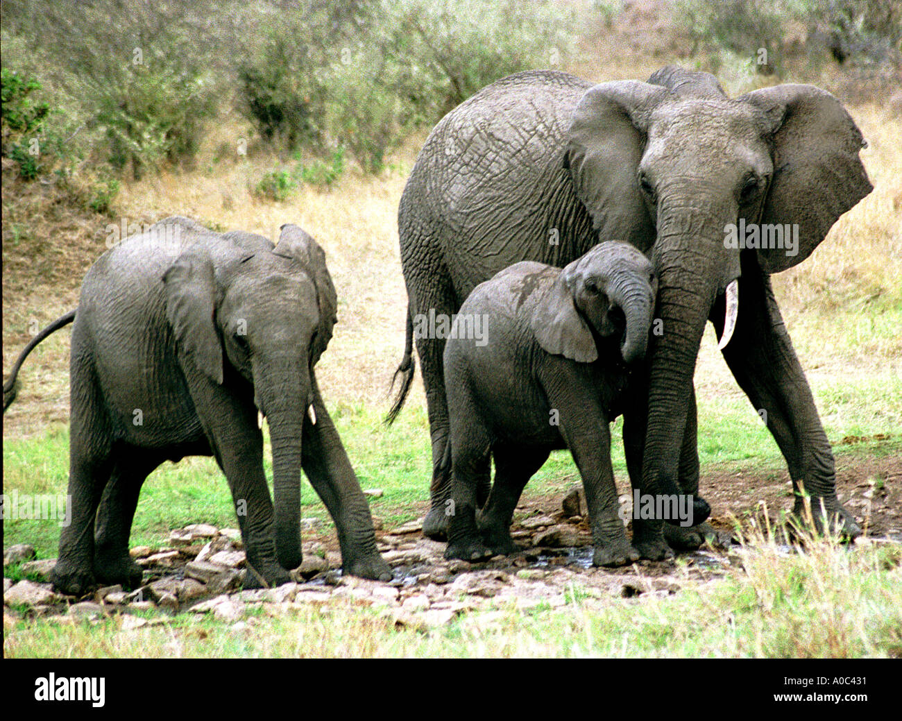 Elephants find water in the Masai Mara Game Reserve Kenya Stock Photo