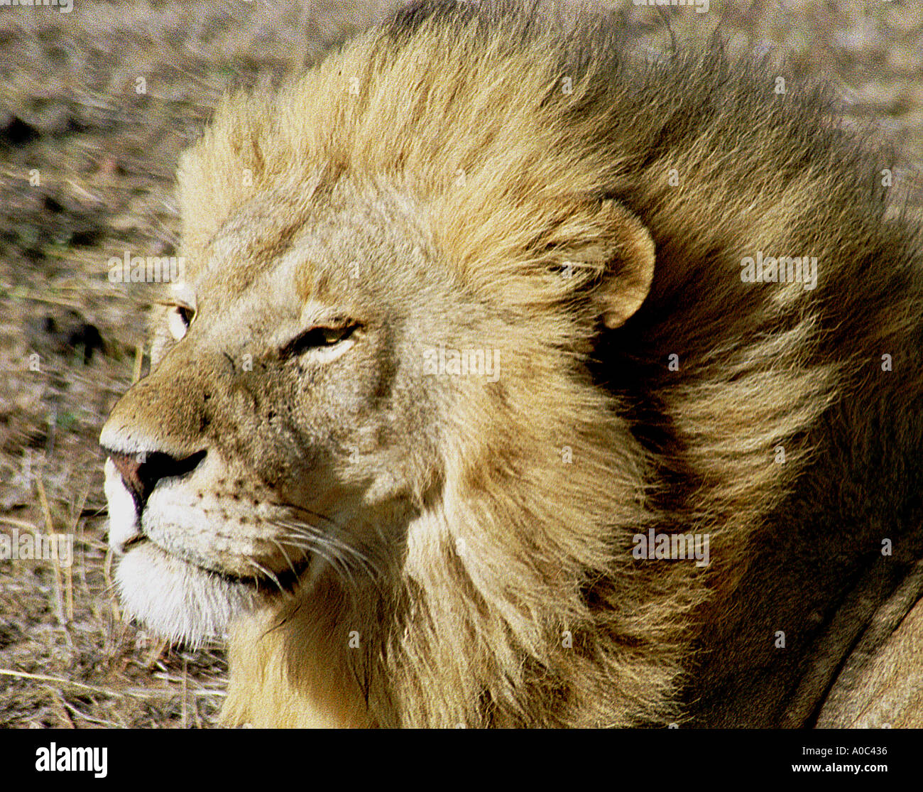 Male lion in the Masai Mara Game Reserve Kenya. Stock Photo