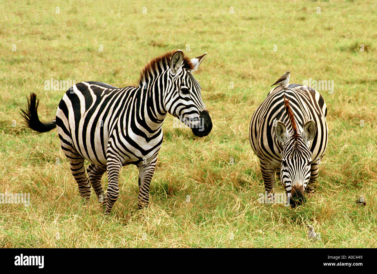 Plains Zebra in the Masai Mara Game Reserve Kenya Stock Photo - Alamy