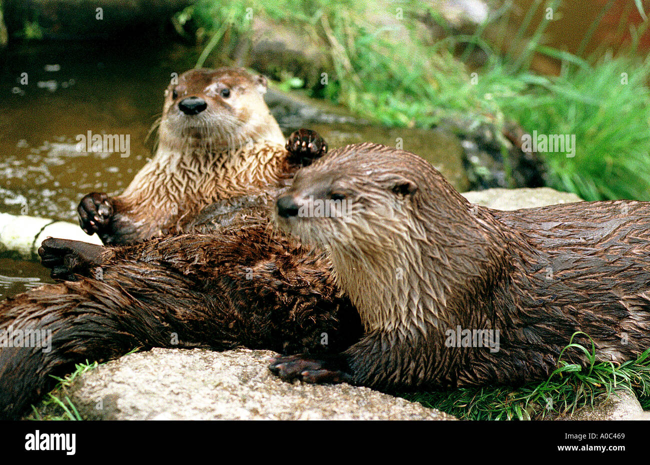 Otters at Butterfly and Otter sanctuary South Devon Stock Photo - Alamy