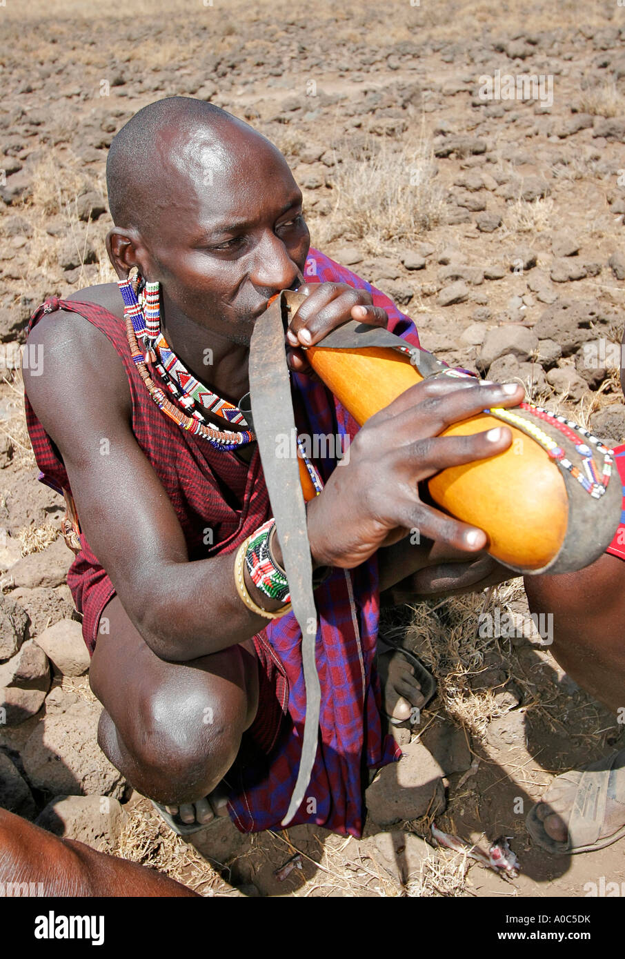 Maasai elder drinks milk Stock Photo