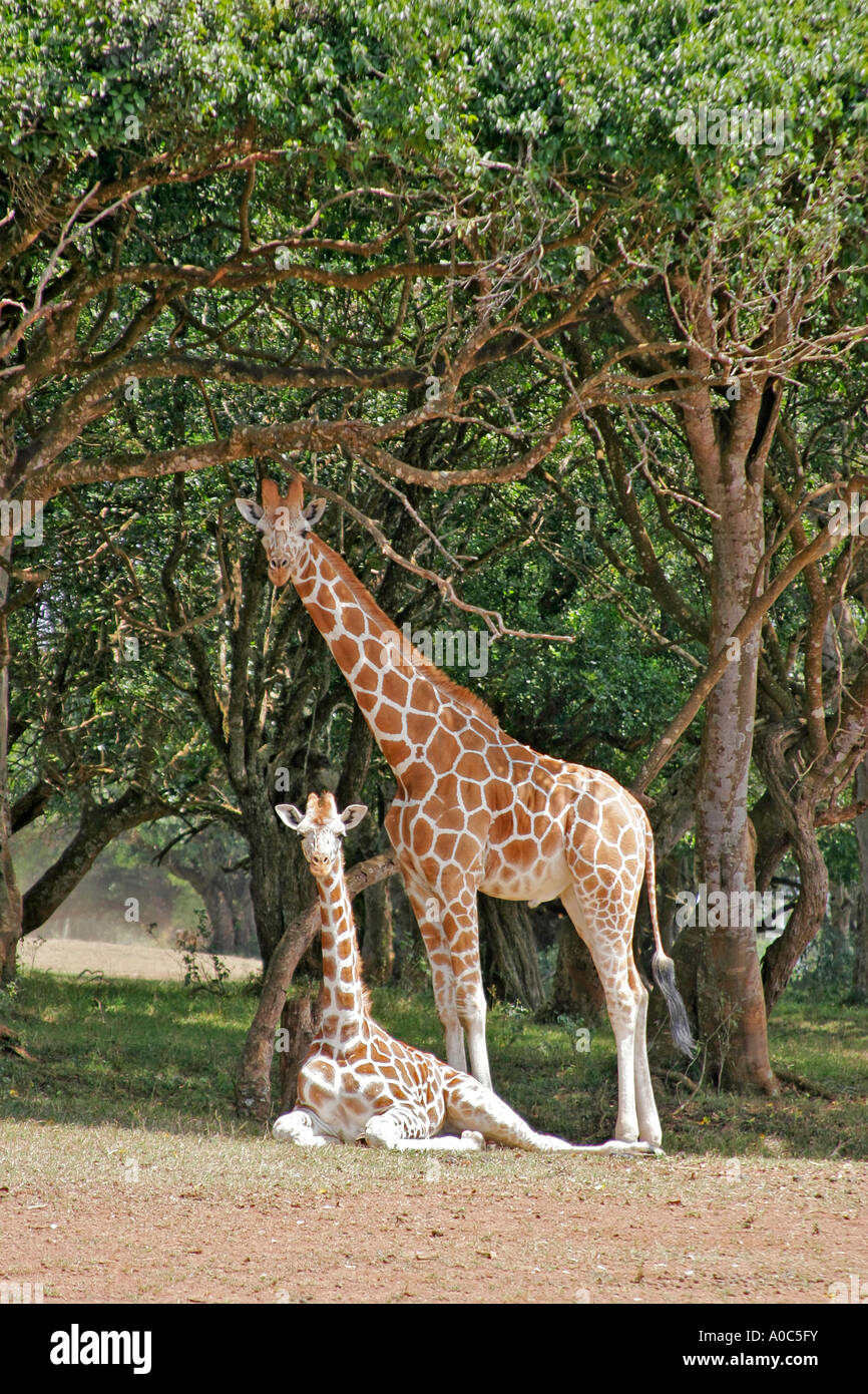 Adult and juvenile giraffes rest under tree in Africa Stock Photo