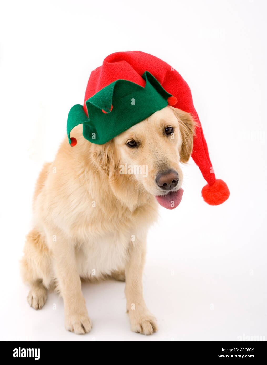 Dog with Holiday Jester Hat Stock Photo Alamy