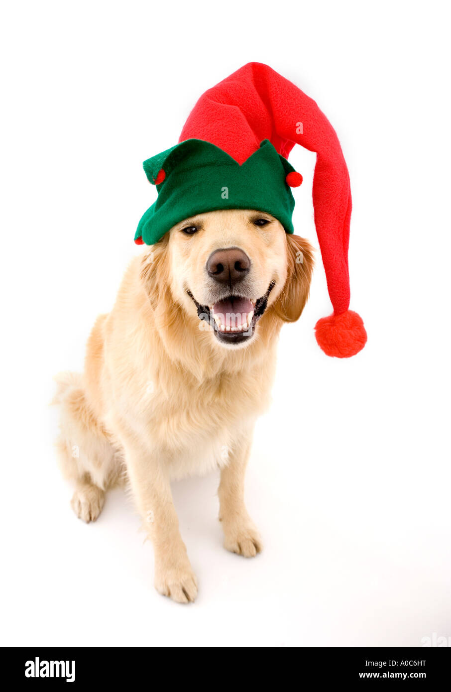 Dog with Holiday Jester Hat Stock Photo Alamy