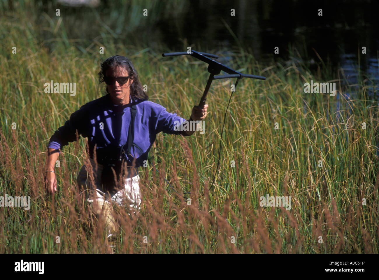 Biologist radio tracking animals in the wild Stock Photo