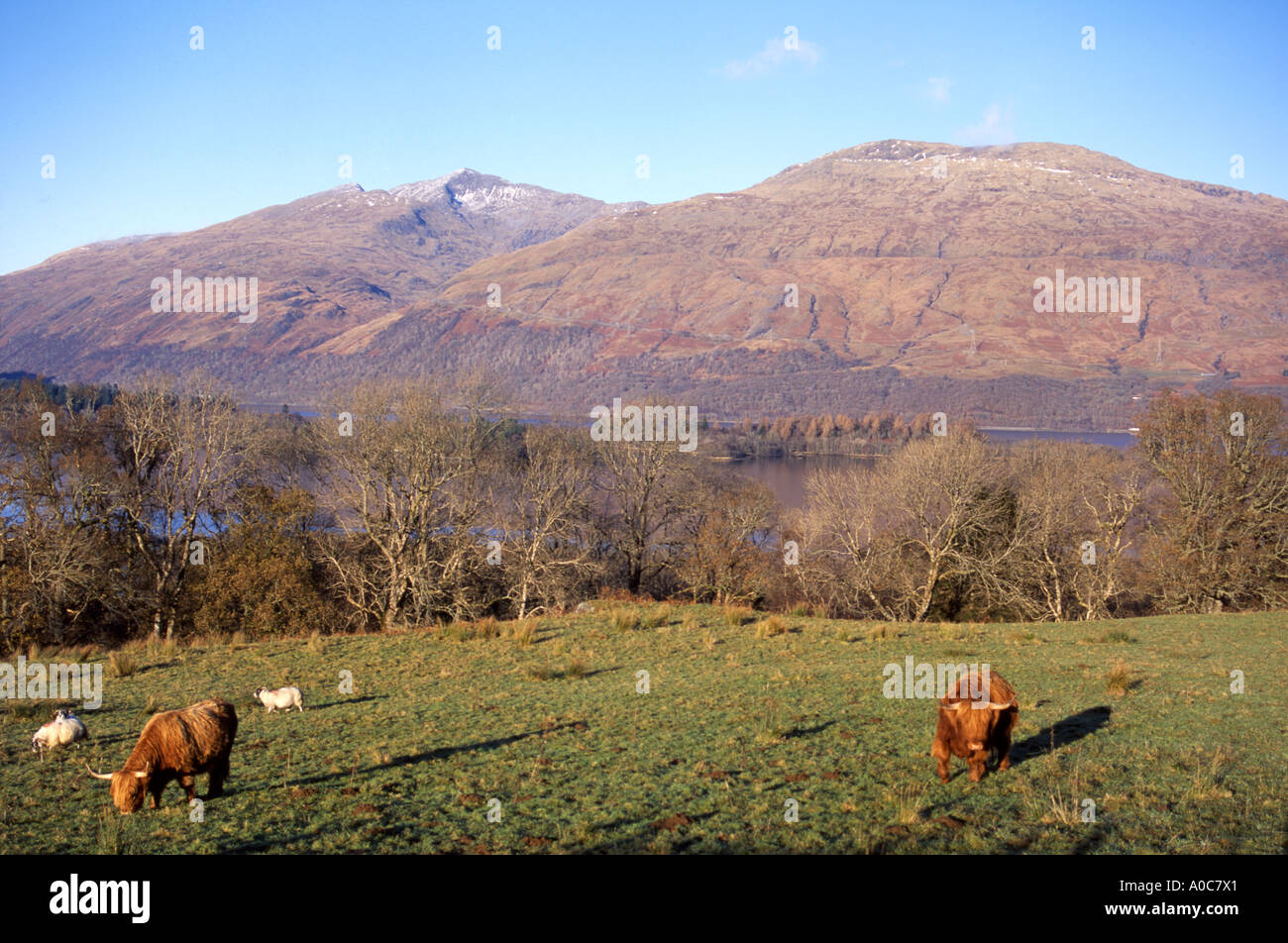 Scottish mountain Ben Cruachan in late autumn sunshine from above Cladich in Argyll Stock Photo