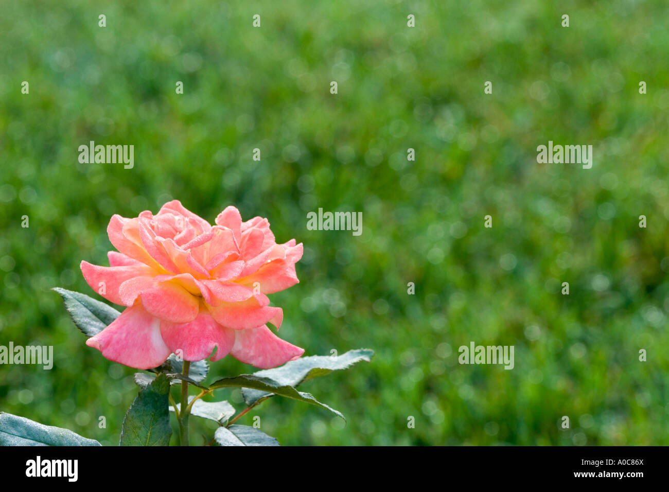 Pink rose against a grass background Stock Photo