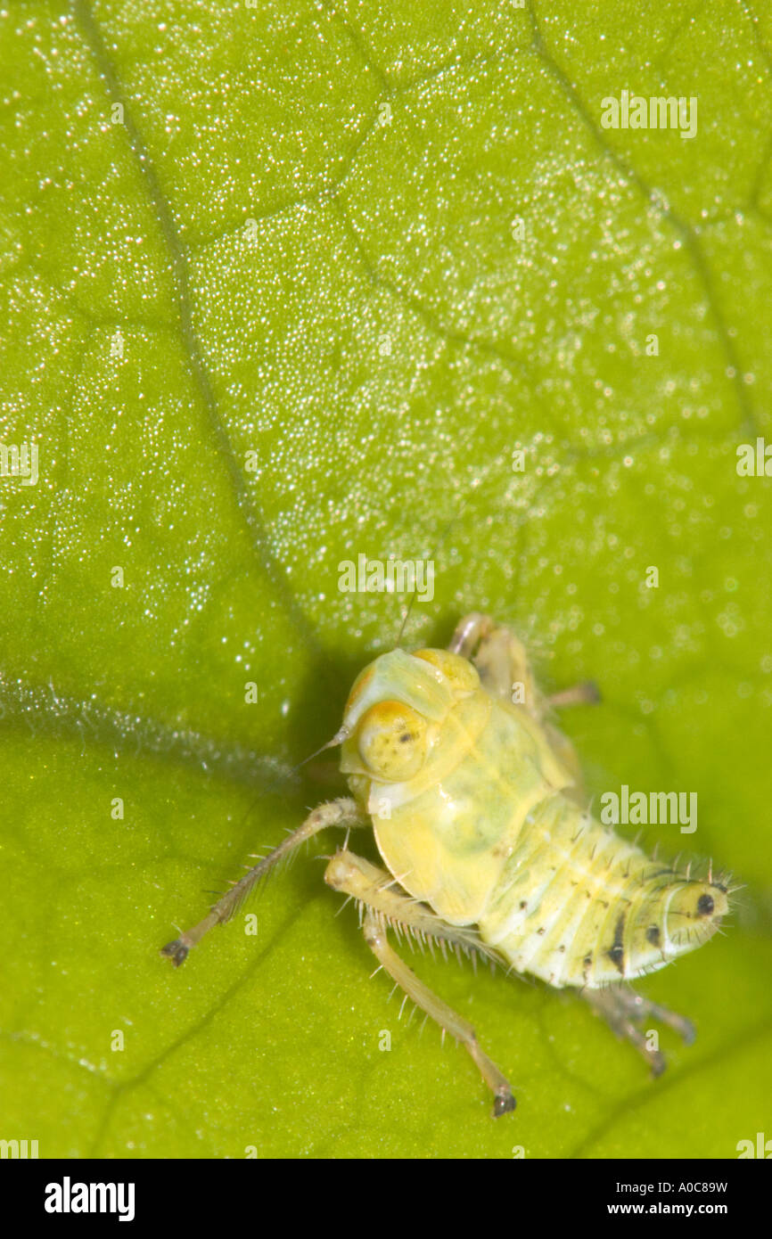 Leafhopper nymph hires stock photography and images Alamy