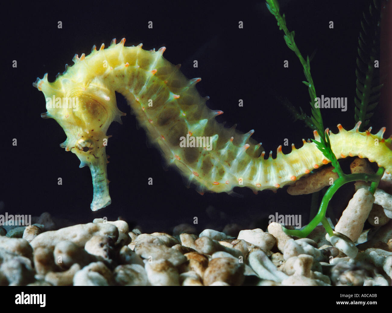 SEAHORSE sea horse HYPPOCAMPUS ERECTUS marine life aquarium salt water