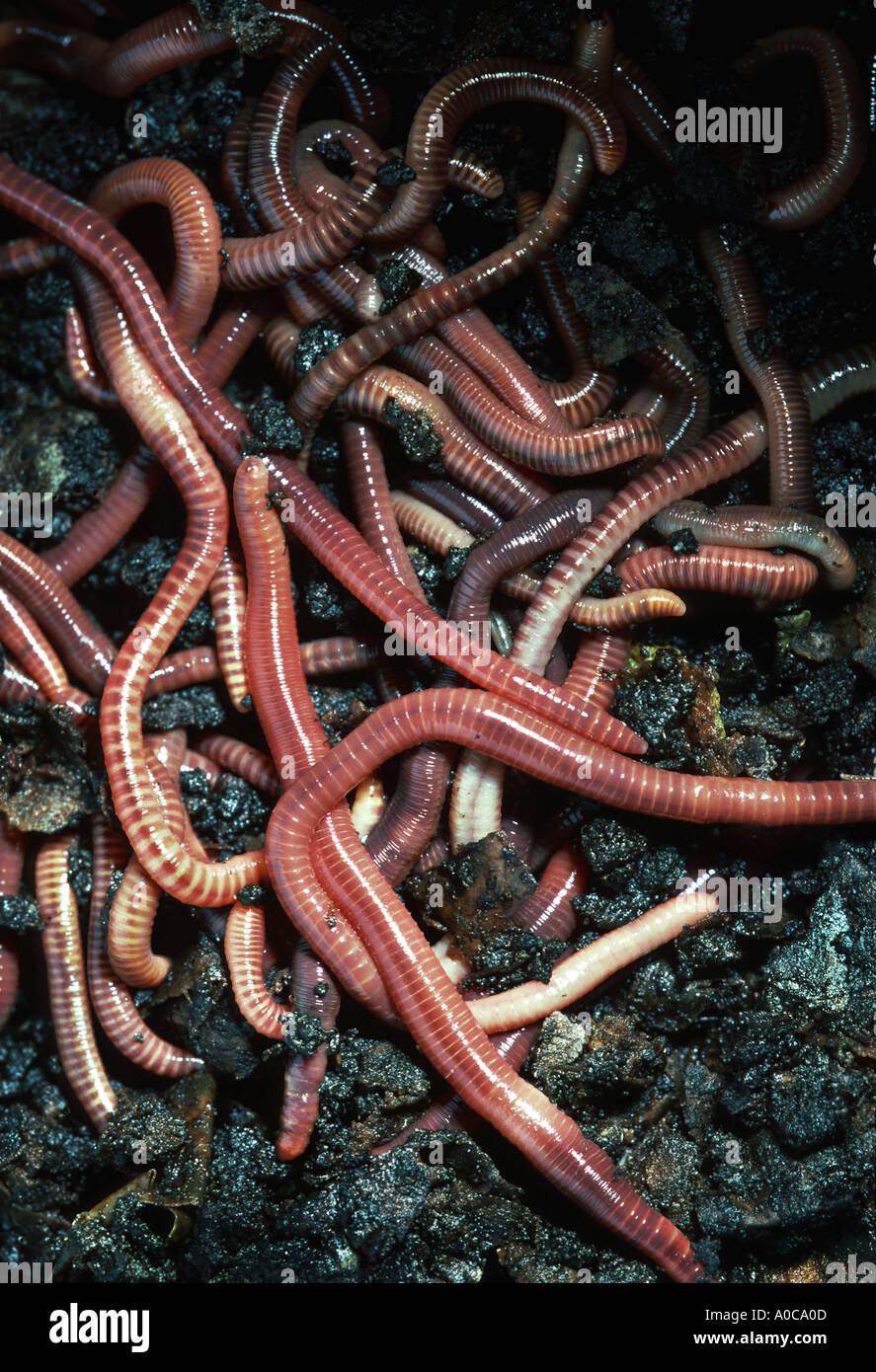 Earthworm earthworms earth worm worms ground many garden bait