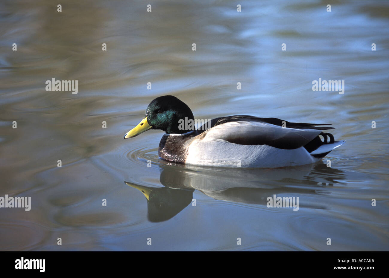 Male Mallard duck on lake Stock Photo