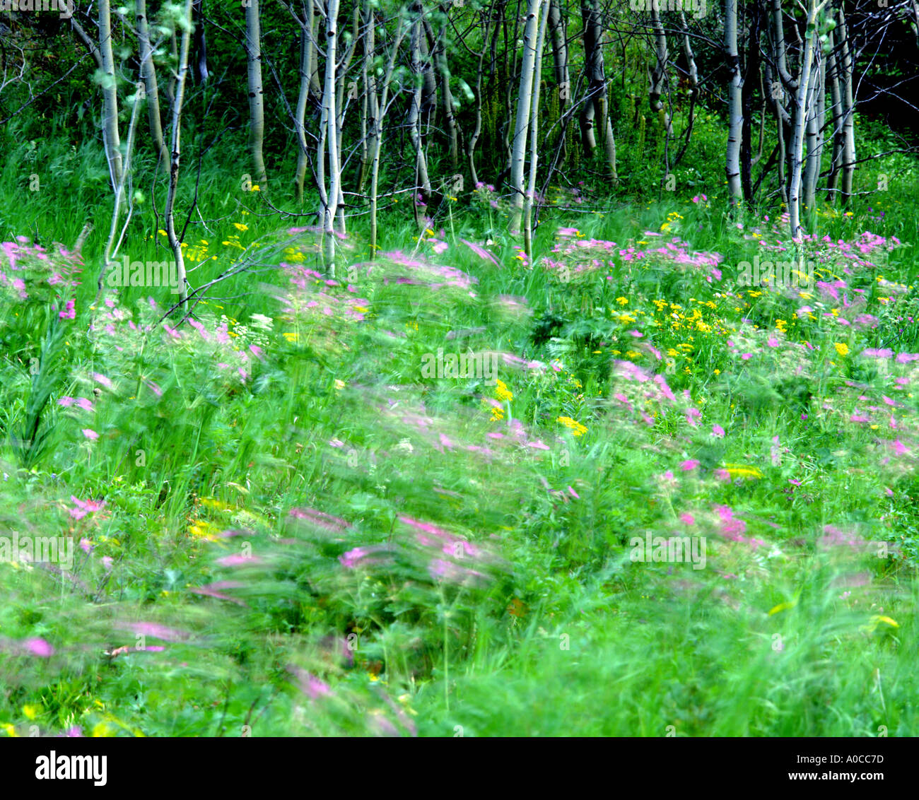 Alberta wildflowers hi-res stock photography and images - Alamy