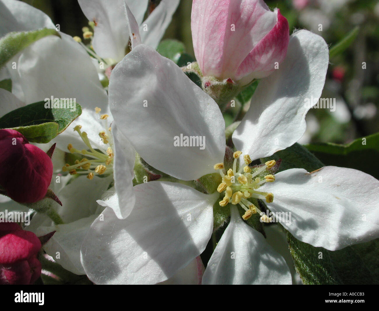Crab Apple Blossom Stock Photo Alamy
