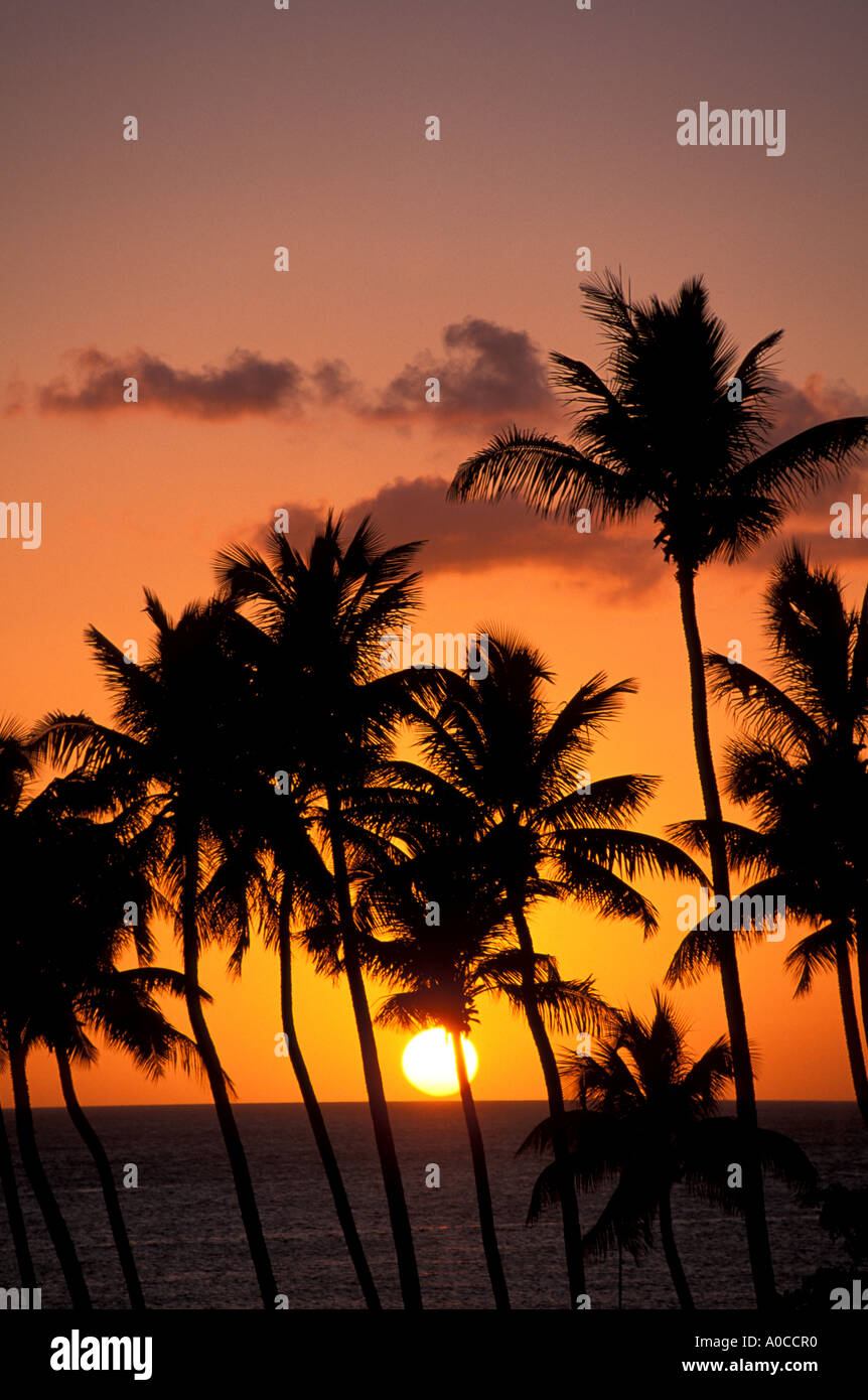 Sunset Tropical coconut palm trees Stock Photo - Alamy