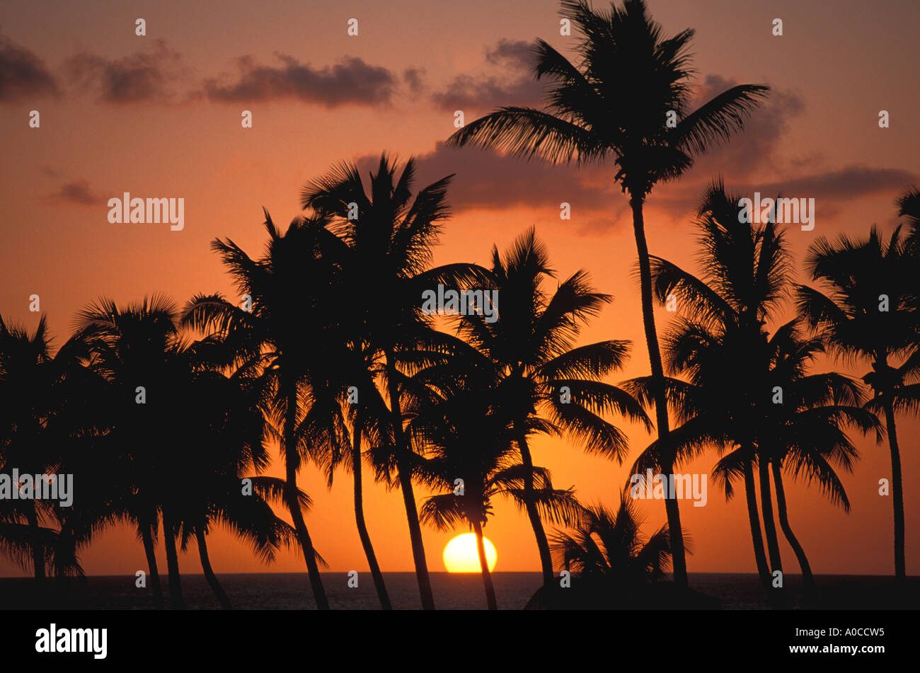 Sunset Tropical with coconut palm trees Stock Photo - Alamy
