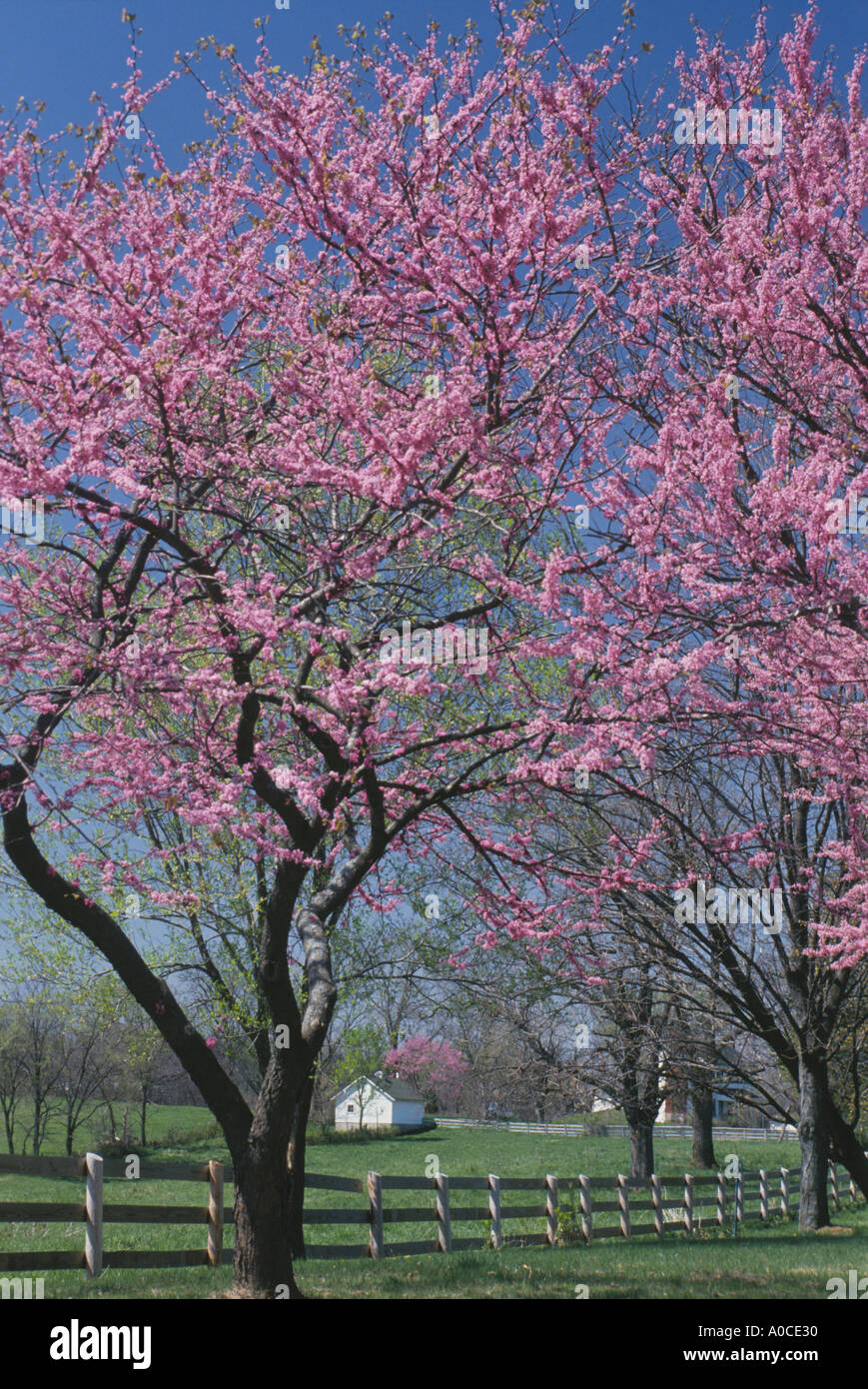 Spring in the midwest Redbud tree blooms by farm road near horse farm