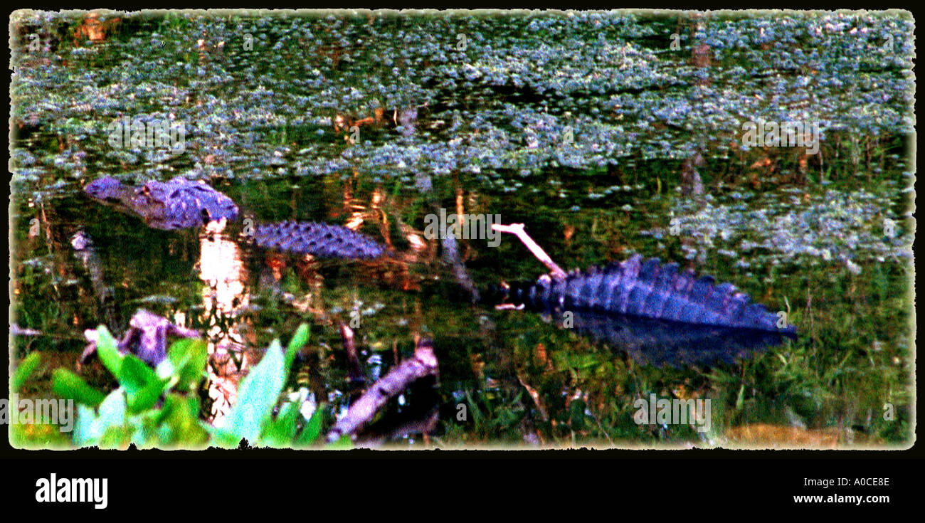 alligator everglades national park Florida everglades, spotted gar alligators, reptiles, protected predators, danger, Stock Photo