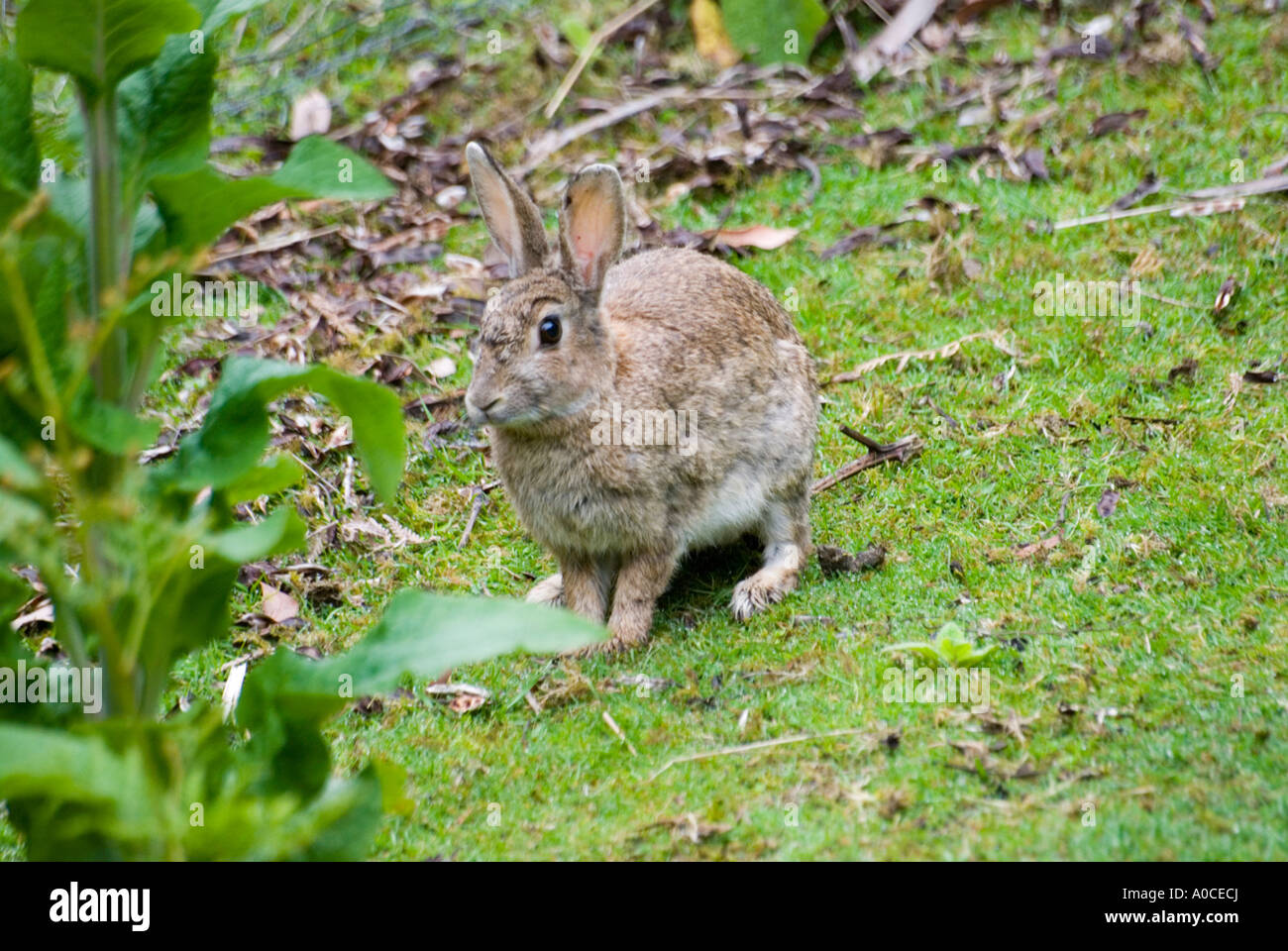 A feral wild Australian rabbit Stock Photo