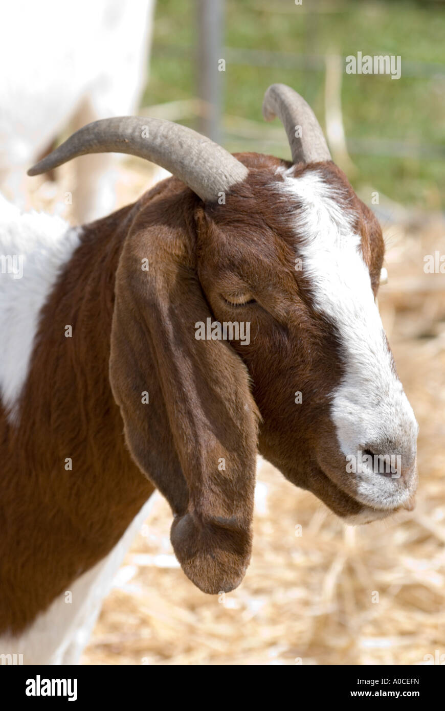 A young boer goat Stock Photo Alamy