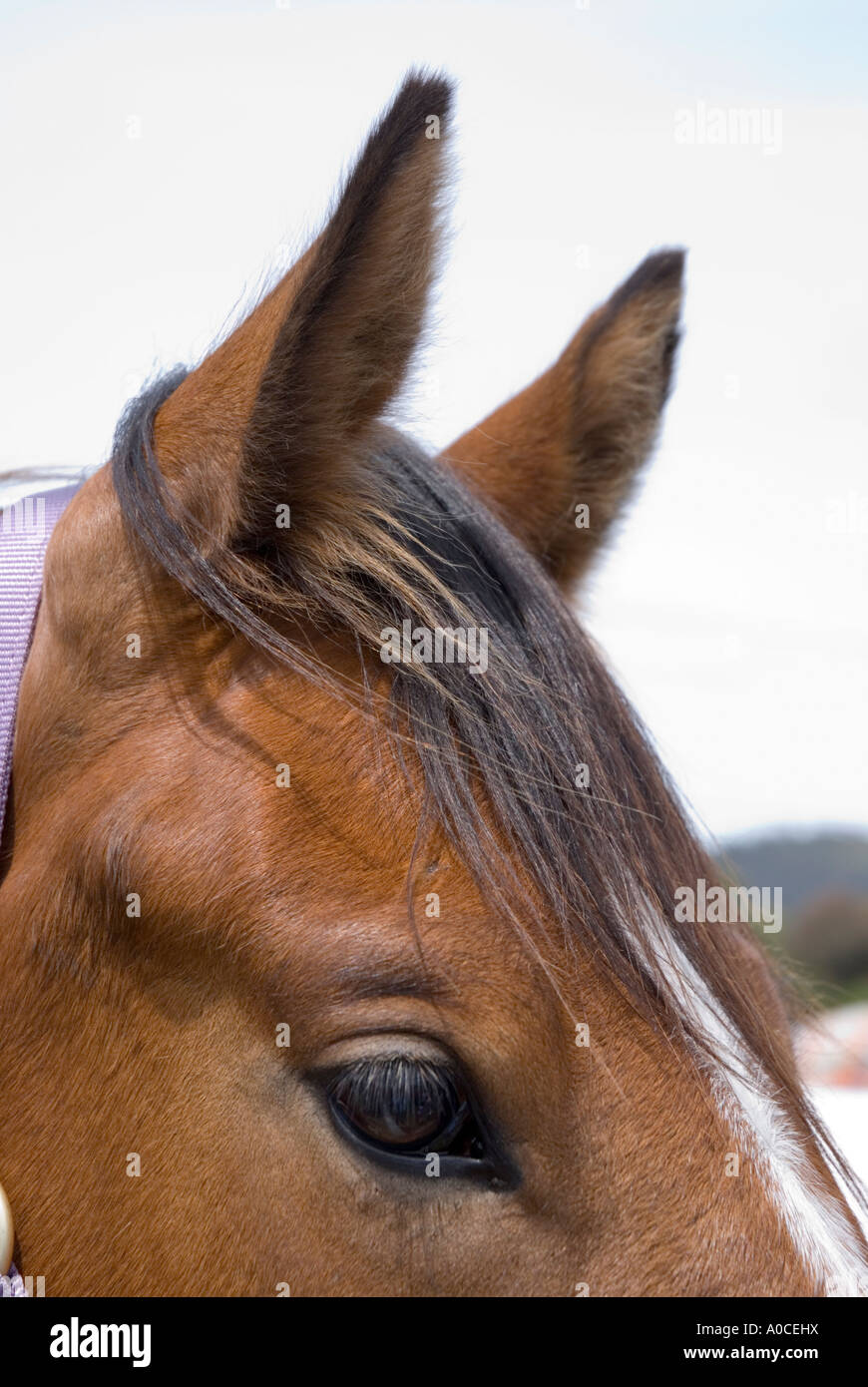 The pricked ears of a draught horse Stock Photo