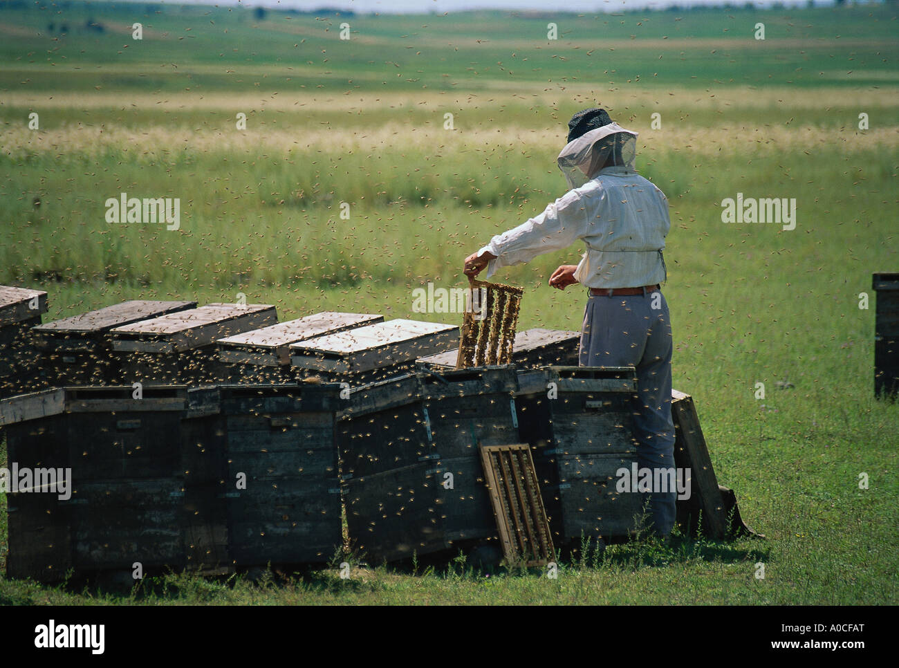 a women working with honey bees Stock Photo