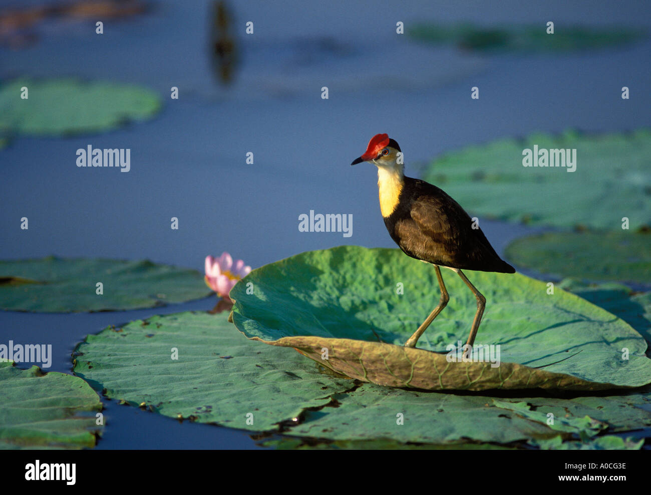 https://c8.alamy.com/comp/A0CG3E/comb-crested-jacana-or-lotus-bird-irediparra-gallinacea-swamps-lagoons-A0CG3E.jpg