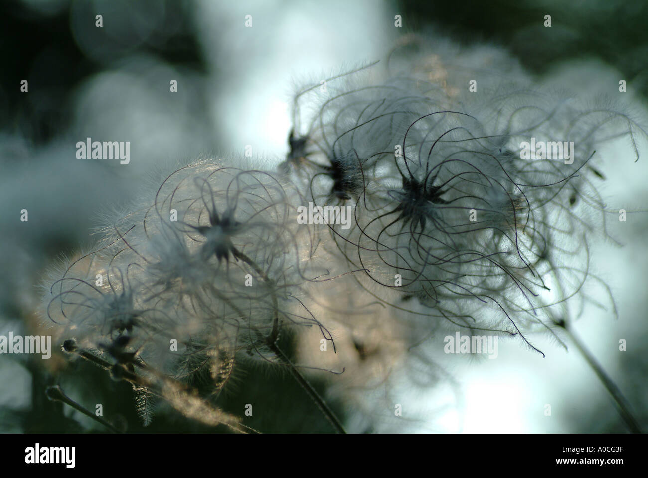 Angel Hair Stock Photo