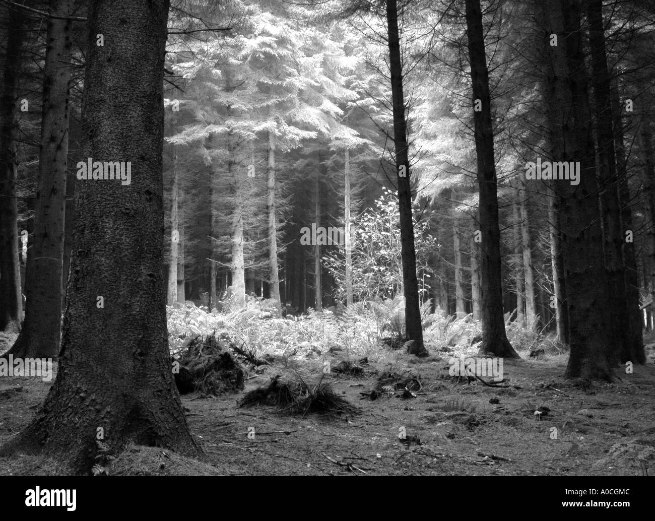 Cairn Wood, County Down, Northern Ireland Stock Photo