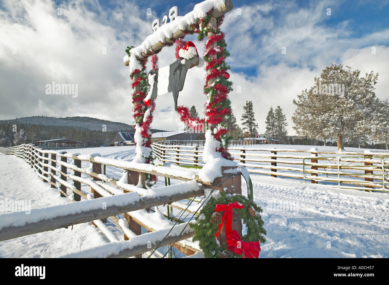 Cow decorated with Christmas ornaments on ranch near Lakeview Oregon Stock Photo