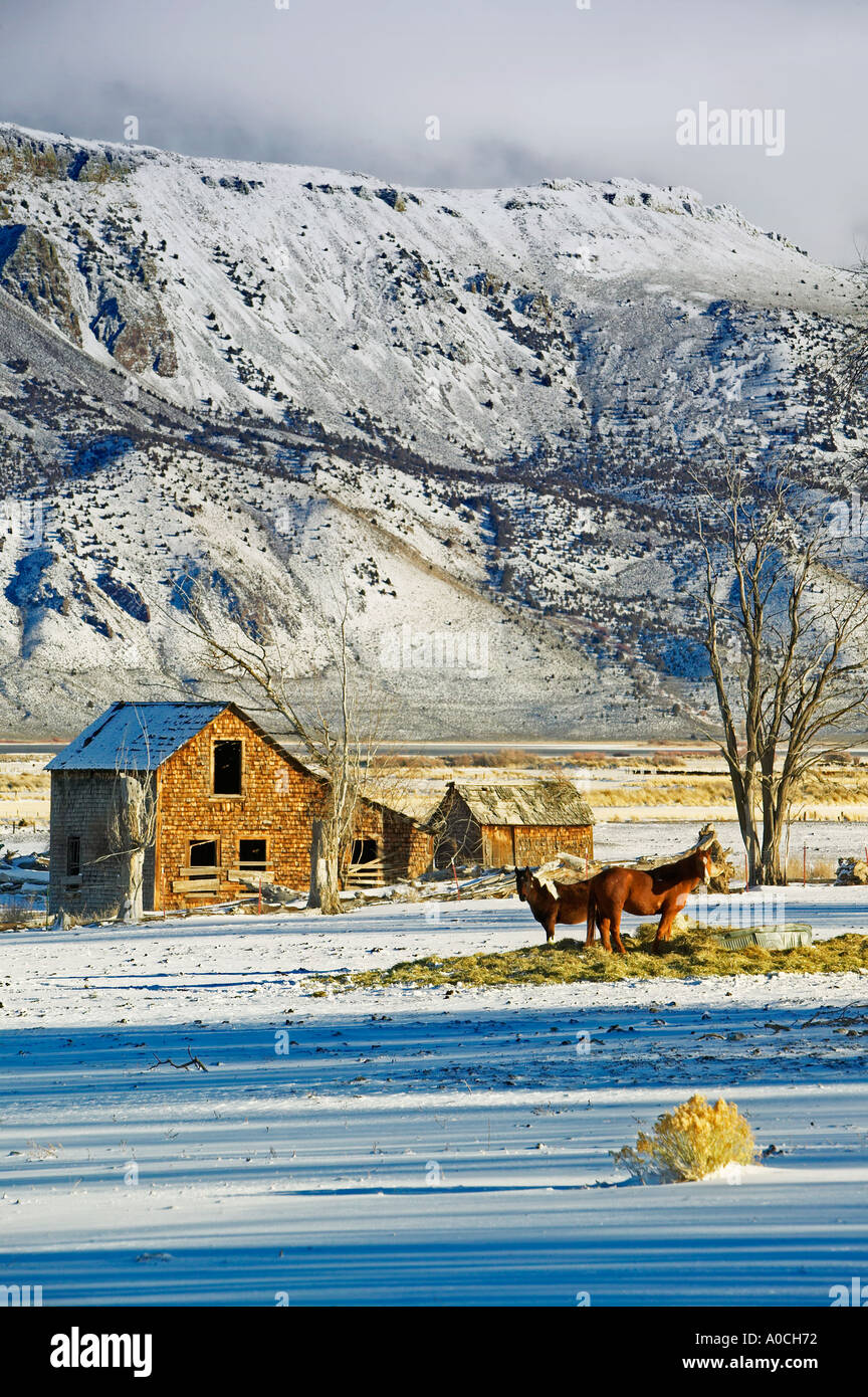 Plush oregon hi-res stock photography and images - Alamy