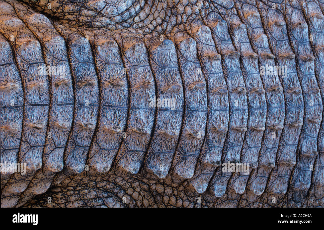 crocodile hide