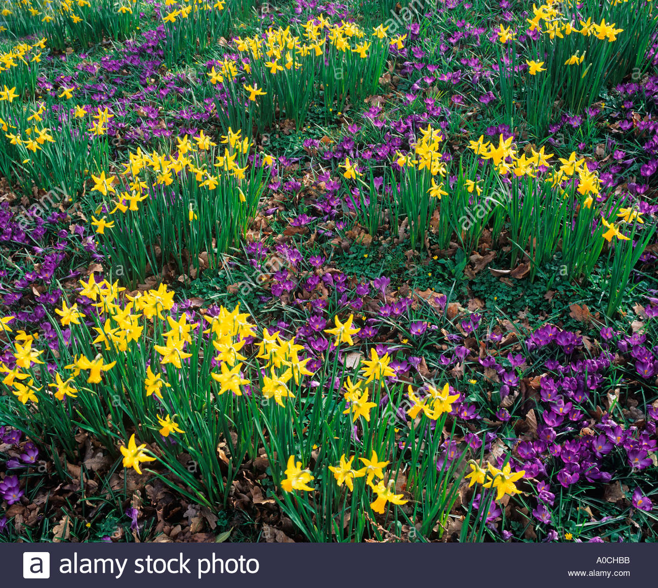 Daffodils Crocus Ashridge House Gardens Herts in Spring Stock Photo
