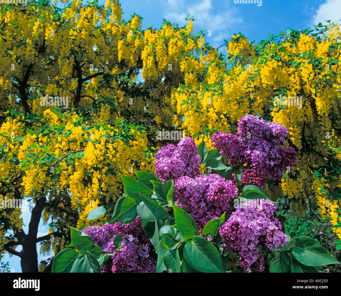 Lilac and Laburnham Flowers Stock Photo