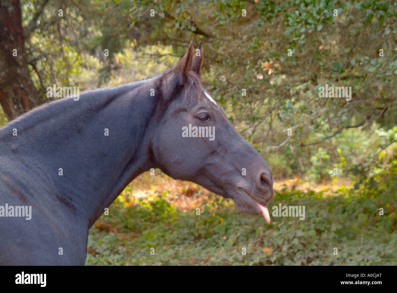 A black horse sticks out his tongue Stock Photo Alamy