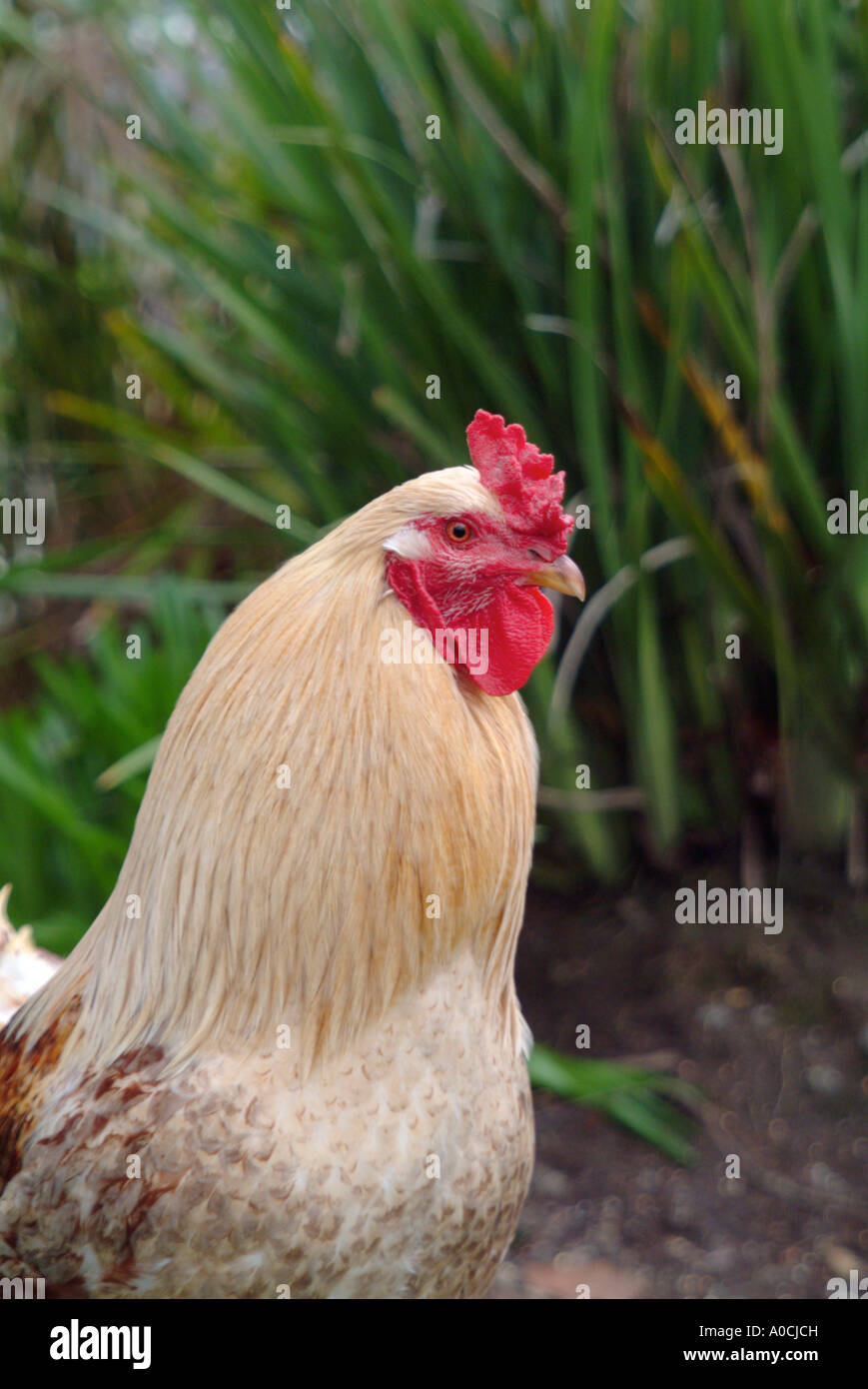 Rooster in Occidental California The rooster is the town rooster a