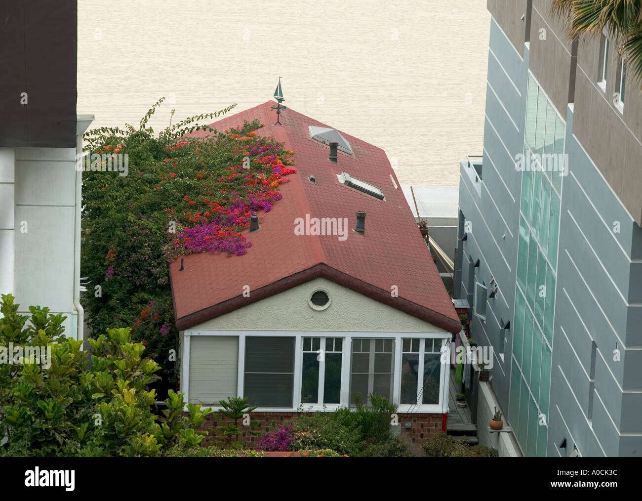 House with blooming Bogenvilla plant on roof Santa Monica California Stock Photo