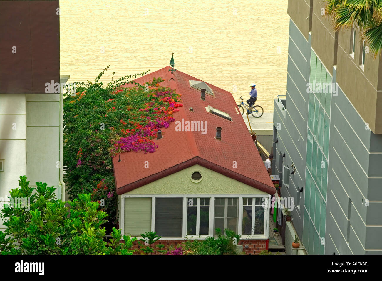 House with blooming Bogenvilla plant on roof and bike rider Santa Monica California Stock Photo