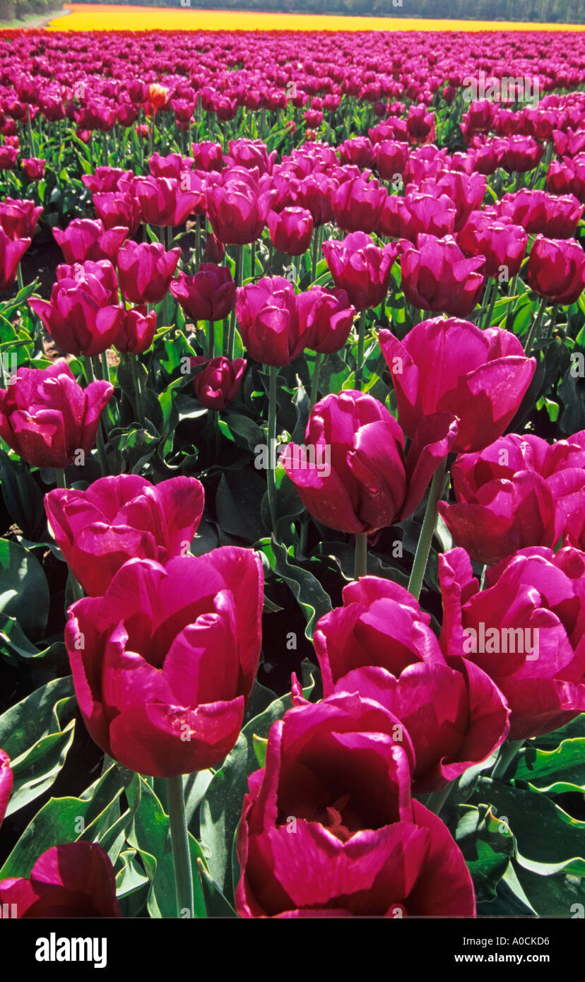 Commercial Tulip Crop in flower West Norfolk UK April Stock Photo