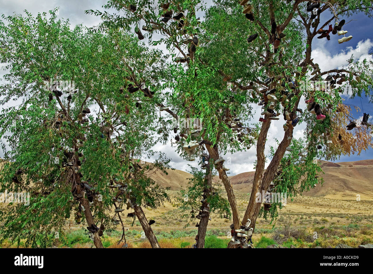 Shoes in tree near Vale Oregon Stock Photo Alamy