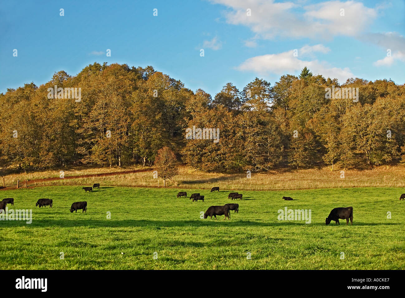Angus cows in fall pasture Near Junction City Oregon Stock Photo