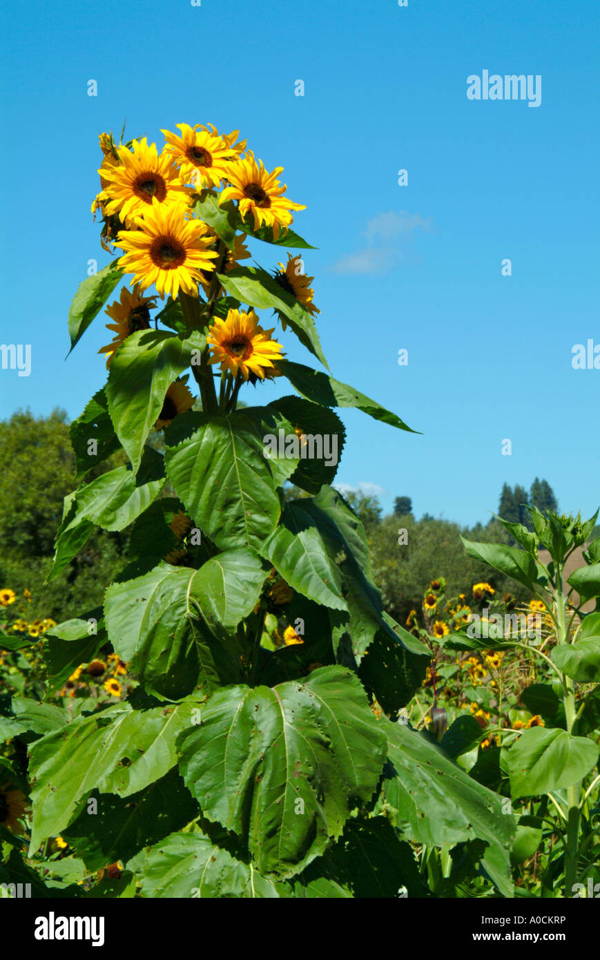 A tall sunflower plant with multiple flowers and trees in Freestone