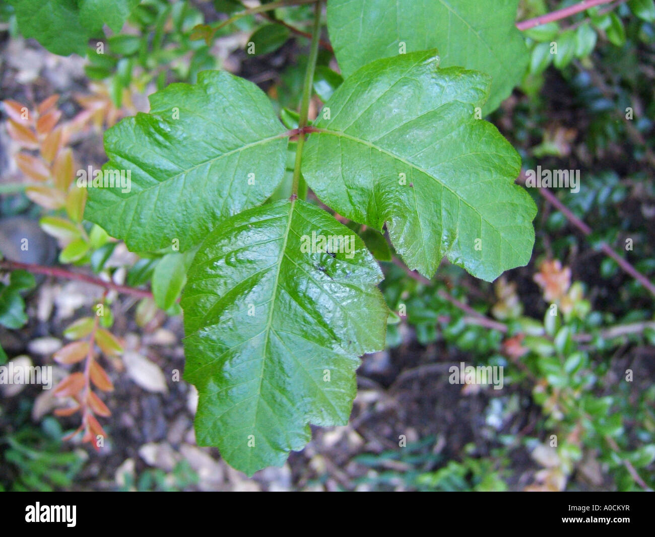 The shiny leaf of the poison oak plant is caused by urushiol oil the