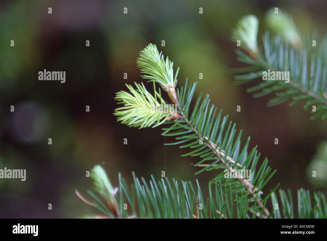 New growth in spring on a Douglas fir tree in Occidental California